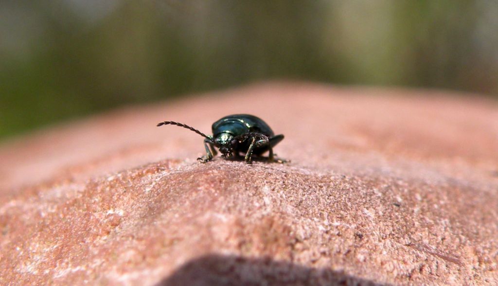 Altica sp.